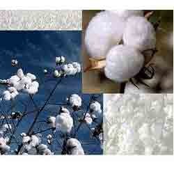 Y 1 Cotton